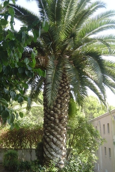 Palme in Palermo